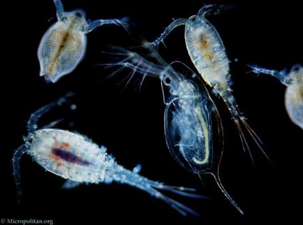 zooplankton_crustacean