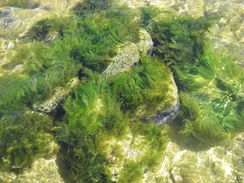 Benthic algae