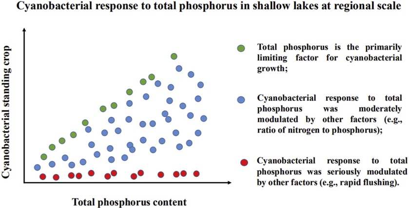BGA+Phosphorus