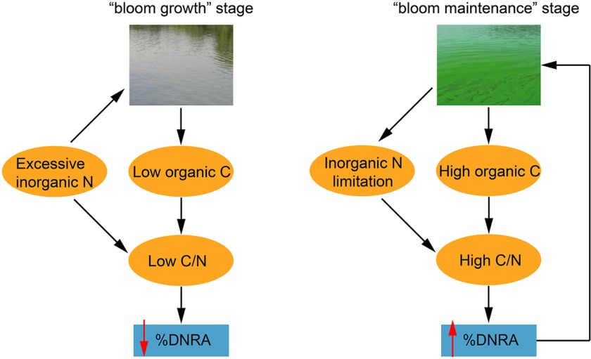 Inorganic N + bloom